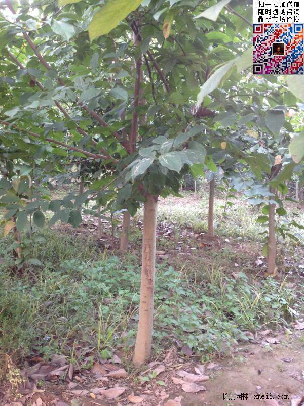 園林喬木植物苗木黃玉蘭圖片 園林喬木植物苗木黃玉蘭圖片