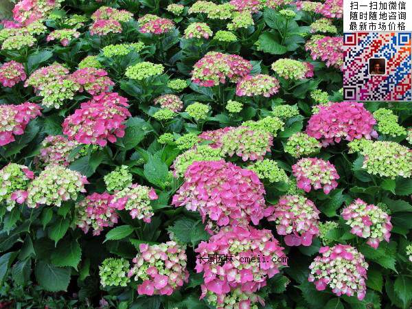 八仙花如何養殖,八仙花的種殖方法 八仙花如何養殖,八仙花的種殖方法