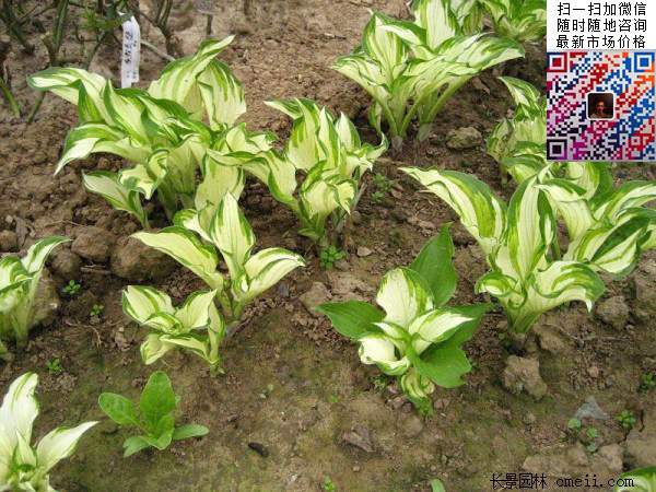 花葉玉簪花 花葉玉簪花