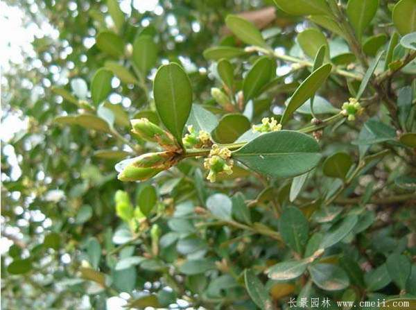 小葉黃楊--長景園林 小葉黃楊--長景園林