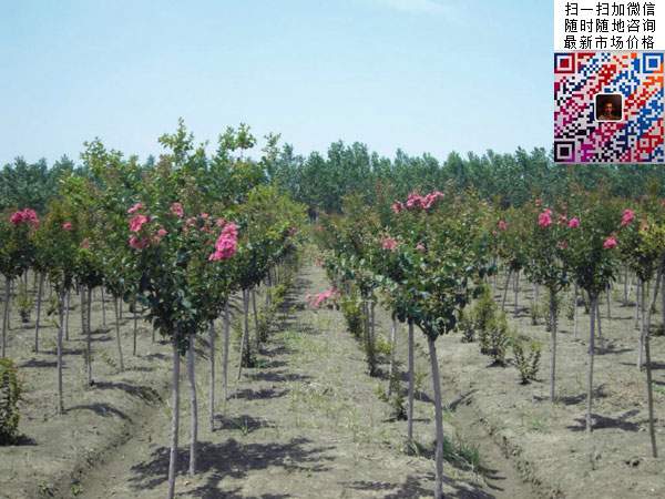 紫薇樹(shù) 紫薇樹(shù)