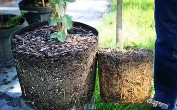 外國苗圃綠化苗木 外國苗圃綠化苗木