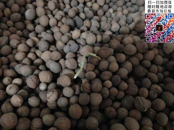 榆葉梅種子 榆葉梅種子