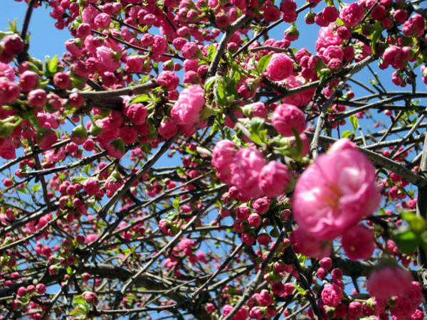 鸞枝榆葉梅 鸞枝榆葉梅