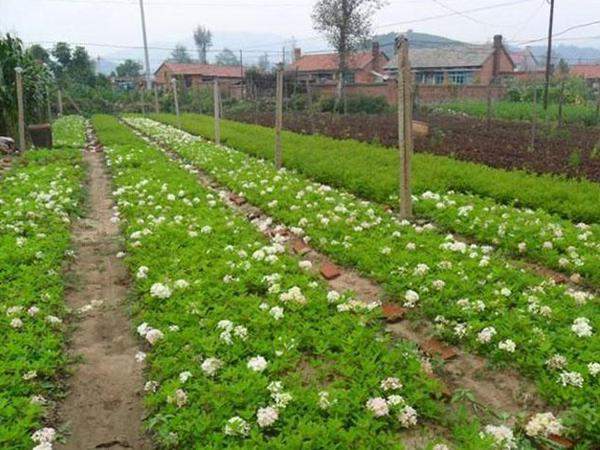 繡球花苗 繡球花苗