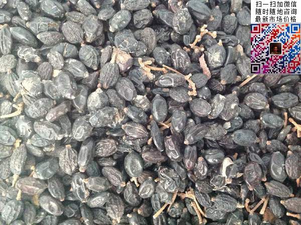 繡球花種子 繡球花種子