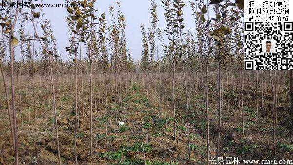 最新西府海棠價格_報價 最新西府海棠價格_報價