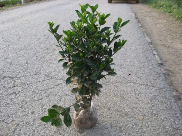 40公分大葉黃楊價格 40公分大葉黃楊價格