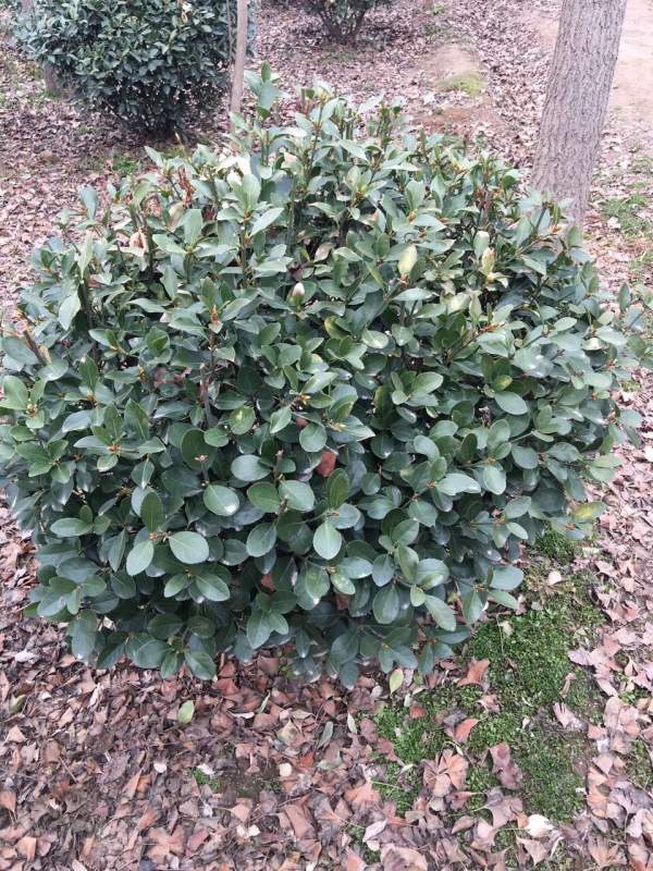 出售冠幅1米大葉黃楊毛球 出售冠幅1米大葉黃楊毛球