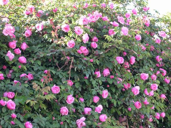 哪里有薔薇花苗賣？薔薇花苗批發(fā)