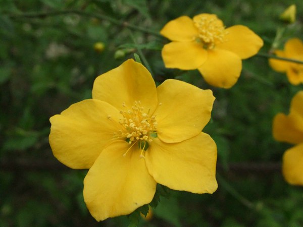 棣棠花的花語是什么?