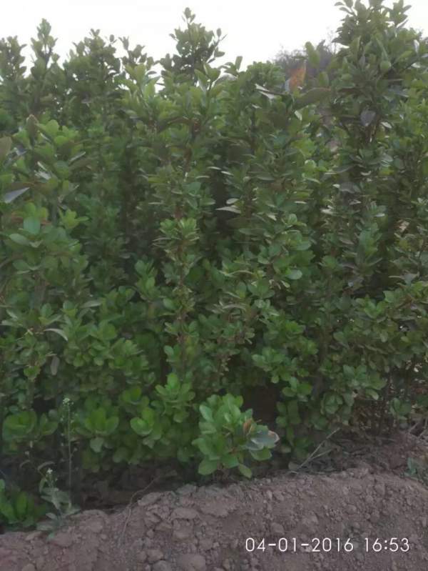 大葉黃楊哪家好 大葉黃楊哪家好