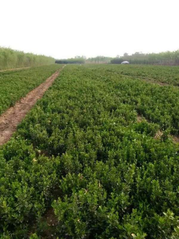 大葉黃楊哪家好 大葉黃楊哪家好