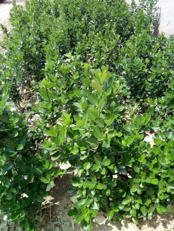 大葉黃楊哪家好 大葉黃楊哪家好