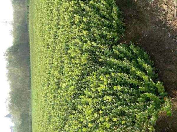 河北定州大葉黃楊苗圃 河北定州大葉黃楊苗圃