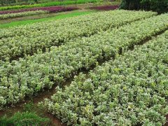 金邊黃楊小苗的價格是多少？