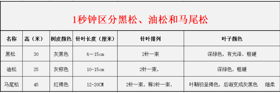 1秒鐘區分黑松、油松和馬尾松