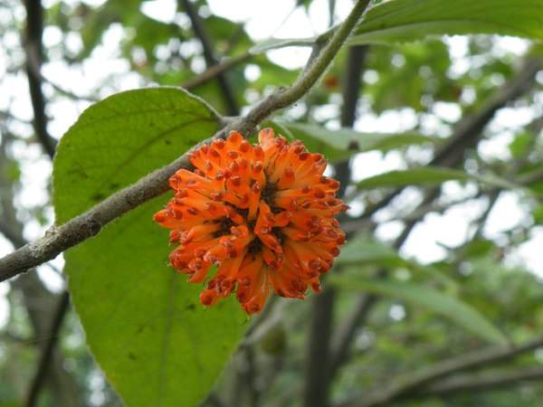 構(gòu)樹的果實能吃嗎？