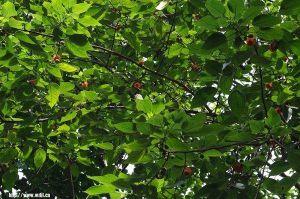 構樹繁殖快 構樹繁殖快