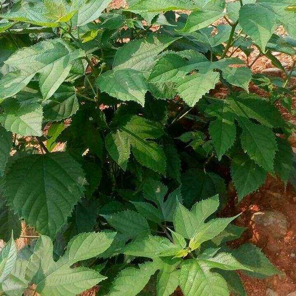 雜交構(gòu)樹(shù)小苗