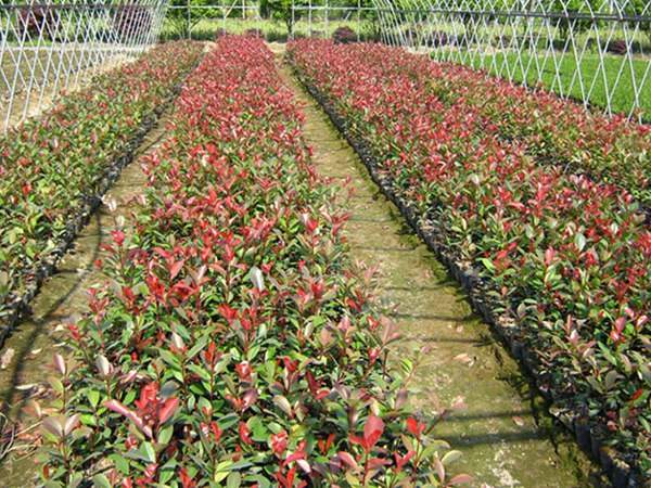 紅葉石楠夏季如何進(jìn)行扦插育苗 紅葉石楠夏季如何進(jìn)行扦插育苗