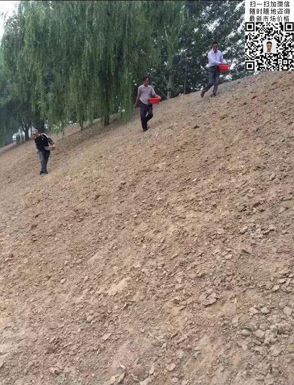 高羊茅草坪種子種植出的護坡綠化效果