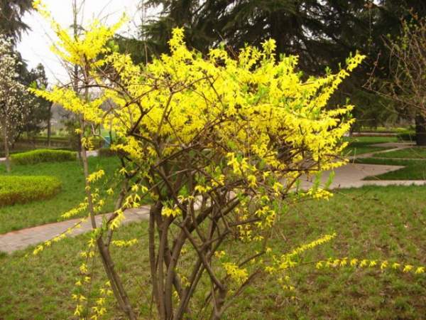 連翹花的栽培養護方法