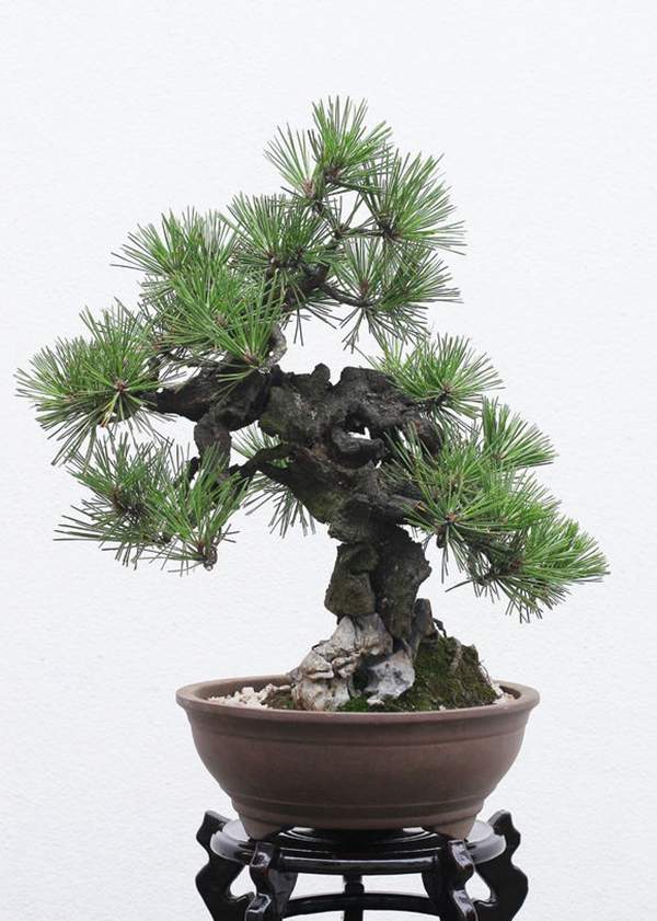 八房黑松 八房黑松