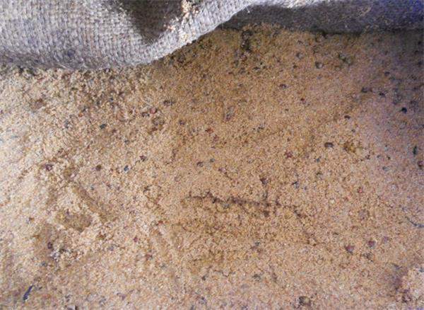 沙藏種子 沙藏種子