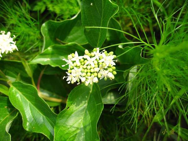 紅瑞木花-長景園林 紅瑞木花-長景園林