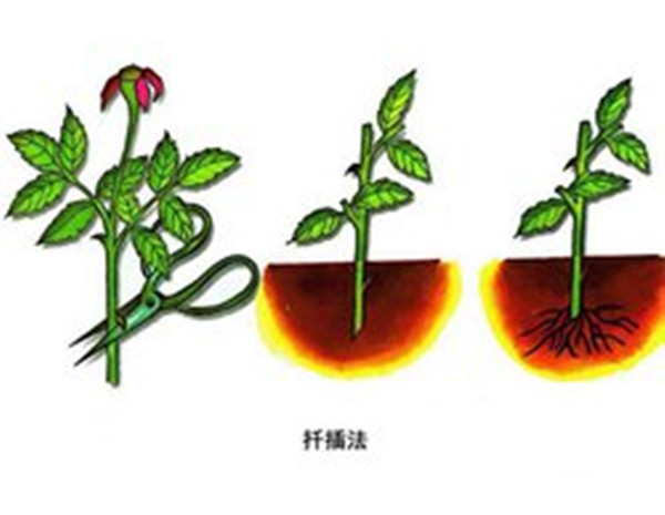 扦插法--長景園林 扦插法--長景園林