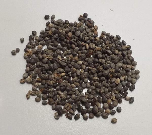 紅王子錦帶種子--長景園林 紅王子錦帶種子--長景園林