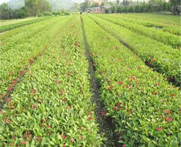 紅王子錦帶苗--長景園林 紅王子錦帶苗--長景園林