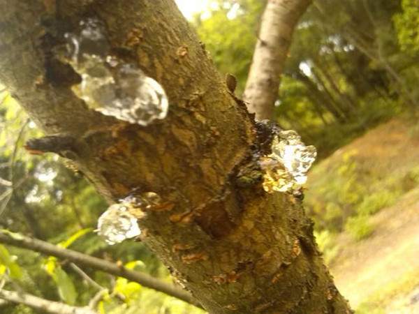 碧桃流膠病--長(zhǎng)景園林 碧桃流膠病--長(zhǎng)景園林