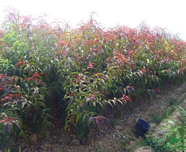 紅葉碧桃苗--長景園林 紅葉碧桃苗--長景園林