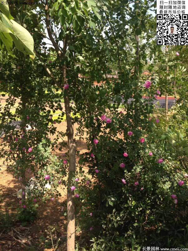 粉團薔薇花苗 粉團薔薇花苗