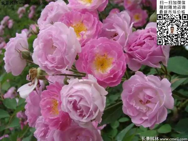 粉團薔薇花苗 粉團薔薇花苗