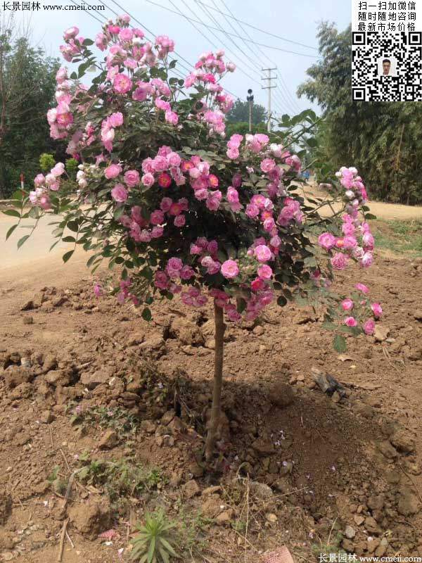 粉團薔薇花苗 粉團薔薇花苗