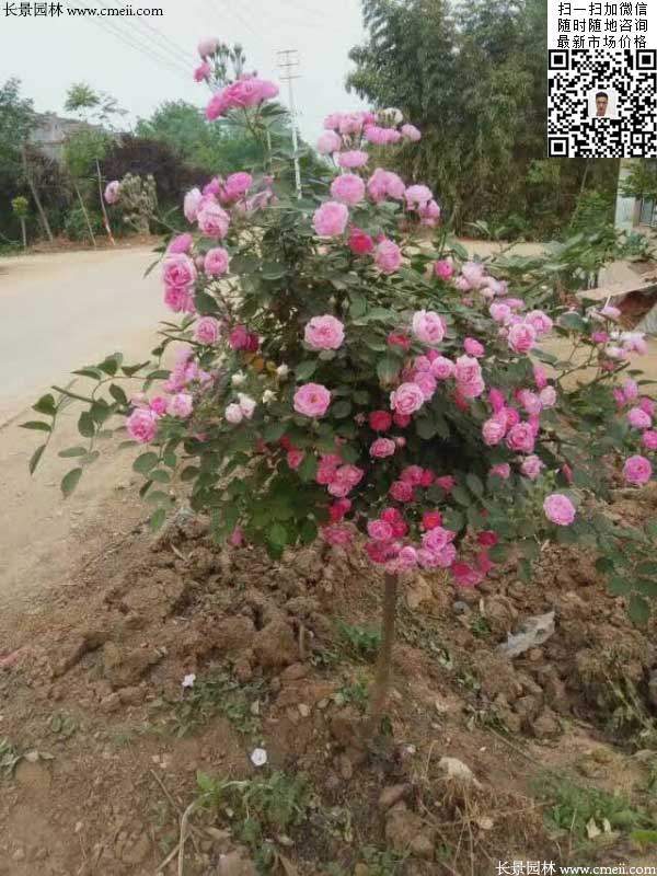 粉團薔薇花苗 粉團薔薇花苗