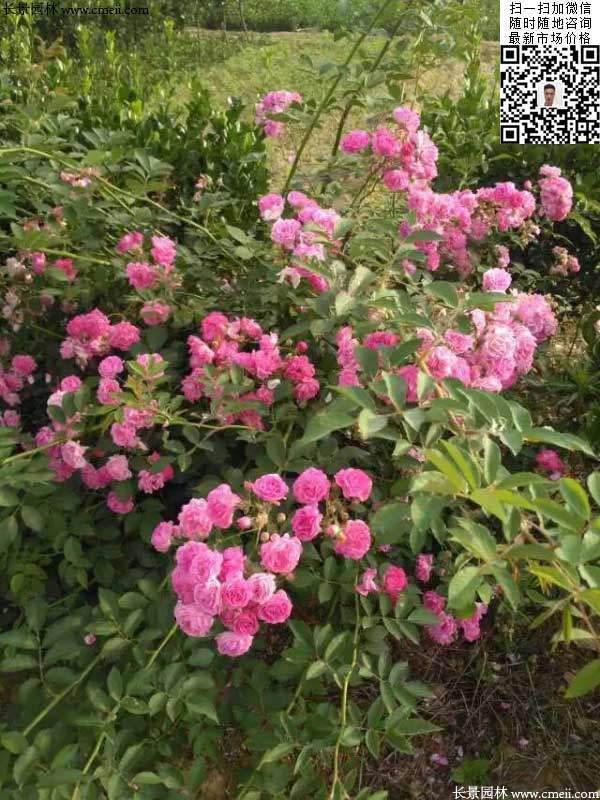 粉團薔薇花苗 粉團薔薇花苗