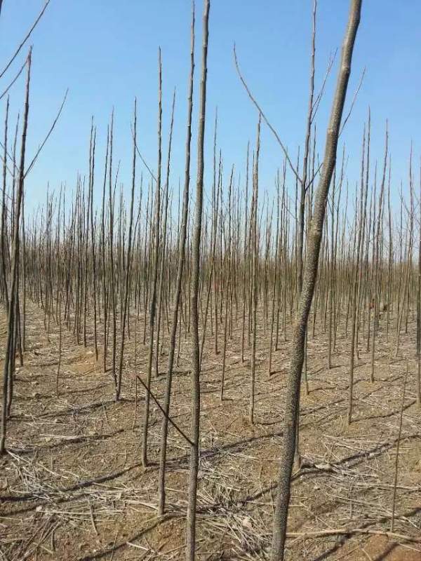 米徑3公分4公分5公分6公分苦楝樹圖片 米徑3公分4公分5公分6公分苦楝樹圖片