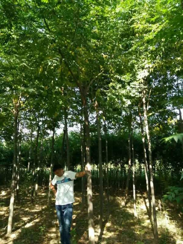 銷售7公分8公分苦楝樹 銷售7公分8公分苦楝樹