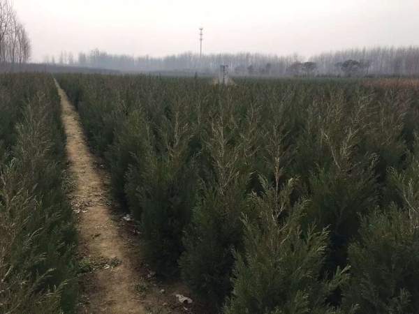 高度40公分50公分60公分蜀檜苗 高度40公分50公分60公分蜀檜苗