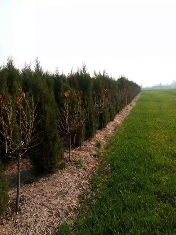 高度3米3.5米大蜀檜裝車_現(xiàn)場(chǎng)圖片 高度3米3.5米大蜀檜裝車_現(xiàn)場(chǎng)圖片