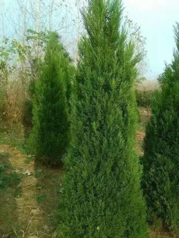 高度3米3.5米大蜀檜裝車_現(xiàn)場(chǎng)圖片 高度3米3.5米大蜀檜裝車_現(xiàn)場(chǎng)圖片