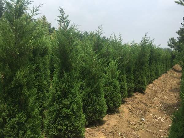 高度1.5米1.6米1.7米蜀檜供應(yīng) 高度1.5米1.6米1.7米蜀檜供應(yīng)