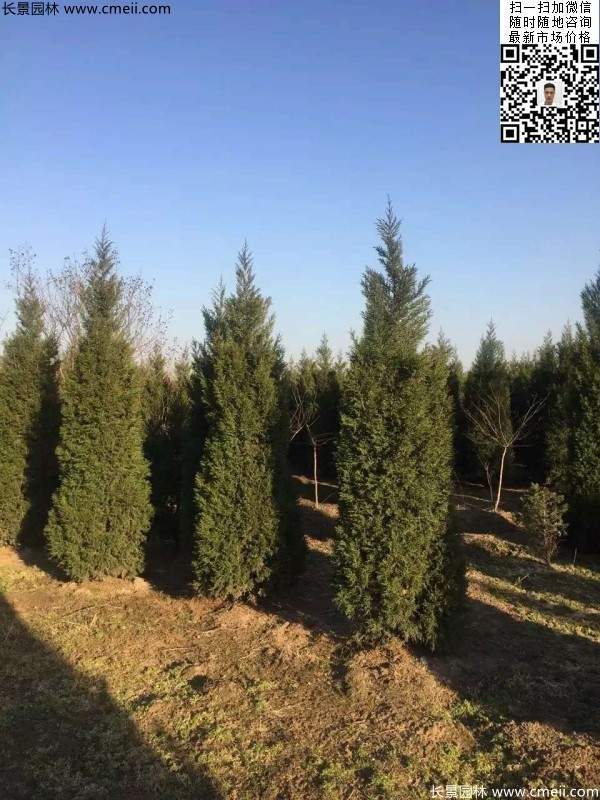 高度3米3.5米大蜀檜挖苗現場大量供應中 高度3米3.5米大蜀檜挖苗現場大量供應中