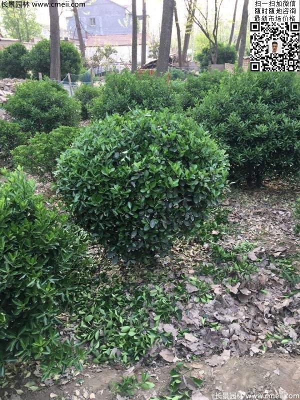 冠幅1.8米2米2.3米大葉黃楊球 冠幅1.8米2米2.3米大葉黃楊球