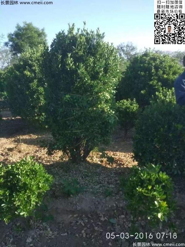 冠幅1.8米2米2.3米大葉黃楊球 冠幅1.8米2米2.3米大葉黃楊球