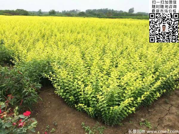 高度30公分40公分50公分金葉女貞苗苗圃現場圖片 高度30公分40公分50公分金葉女貞苗苗圃現場圖片